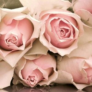 Meet your Posher, Alexandria